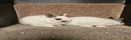 Netherland Dwarf rabbits for sale: Pure Bred Netherland Dwarf Does - Broken pattern  - Advert 5