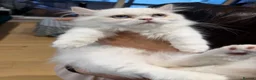 Munchkin cats for sale: Munchkin super short leg kitten - Advert 5