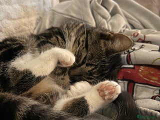 American Wirehair cats Tabby cat - Advert 1