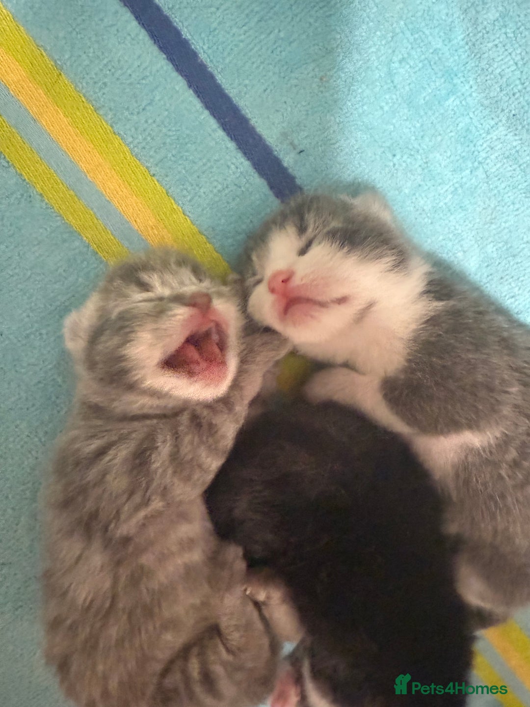 Mixed Breed cats for sale: Two lovely boys - Image 7