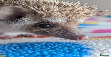 Pygmy Hedgehog rodents Gorgeous Hoglets need 5*homes.READY NOW!!!! - Advert 3