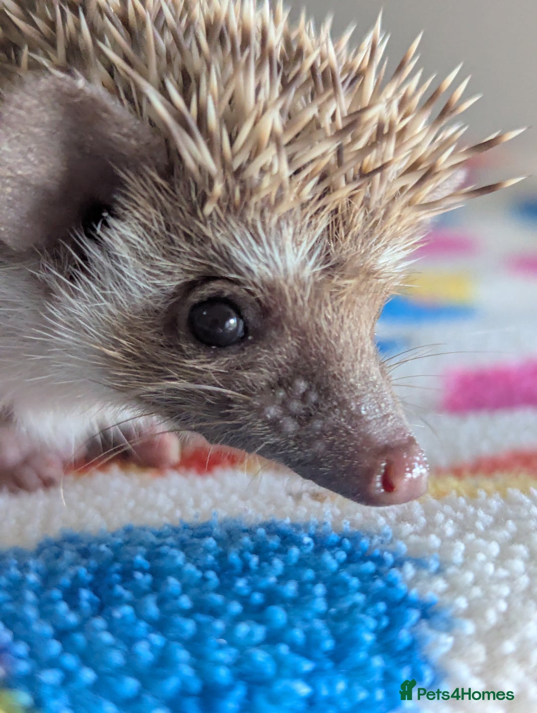 Pygmy Hedgehog rodents for sale: Last 2 Hoglets Remaining!! READY AND REDUCED!!! - Advert 6