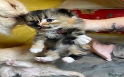 Mixed Breed cats for sale: Health Tested Perdolls - Image 4