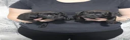 Patterdale Terrier dogs for sale: Stunning Patterdale Puppies - Advert 2