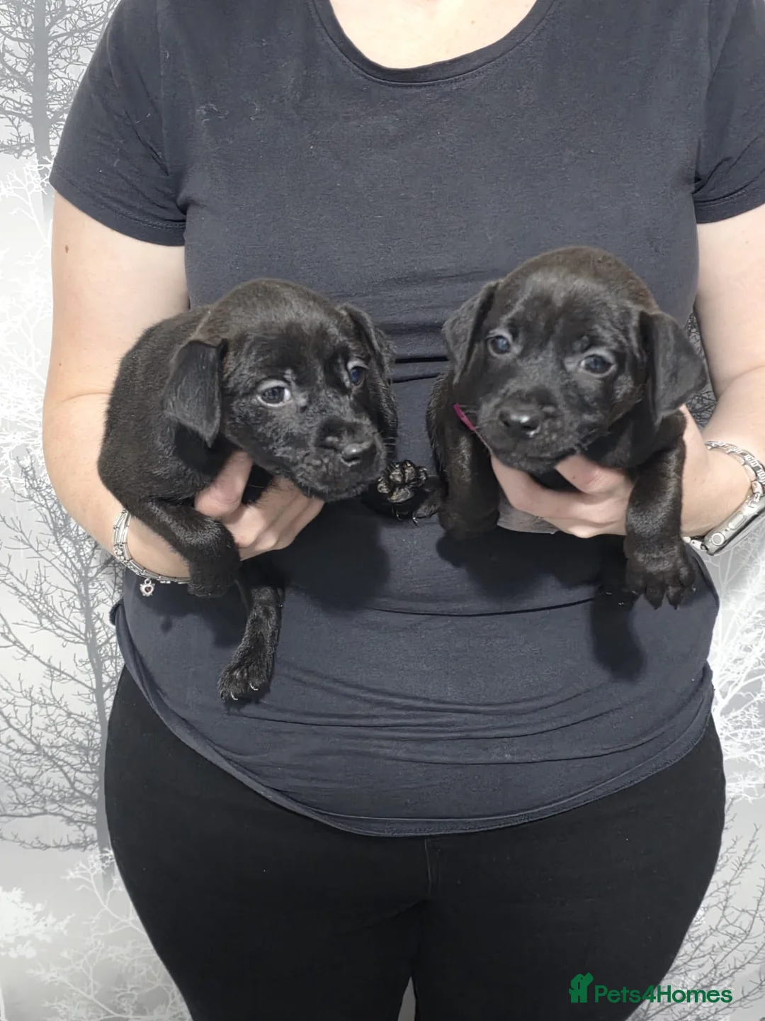 Patterdale Terrier dogs for sale: Stunning Patterdale Puppies - Advert 2