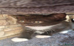 Mixed Breed cats for sale: Kittens 🐈‍⬛ - Image 10