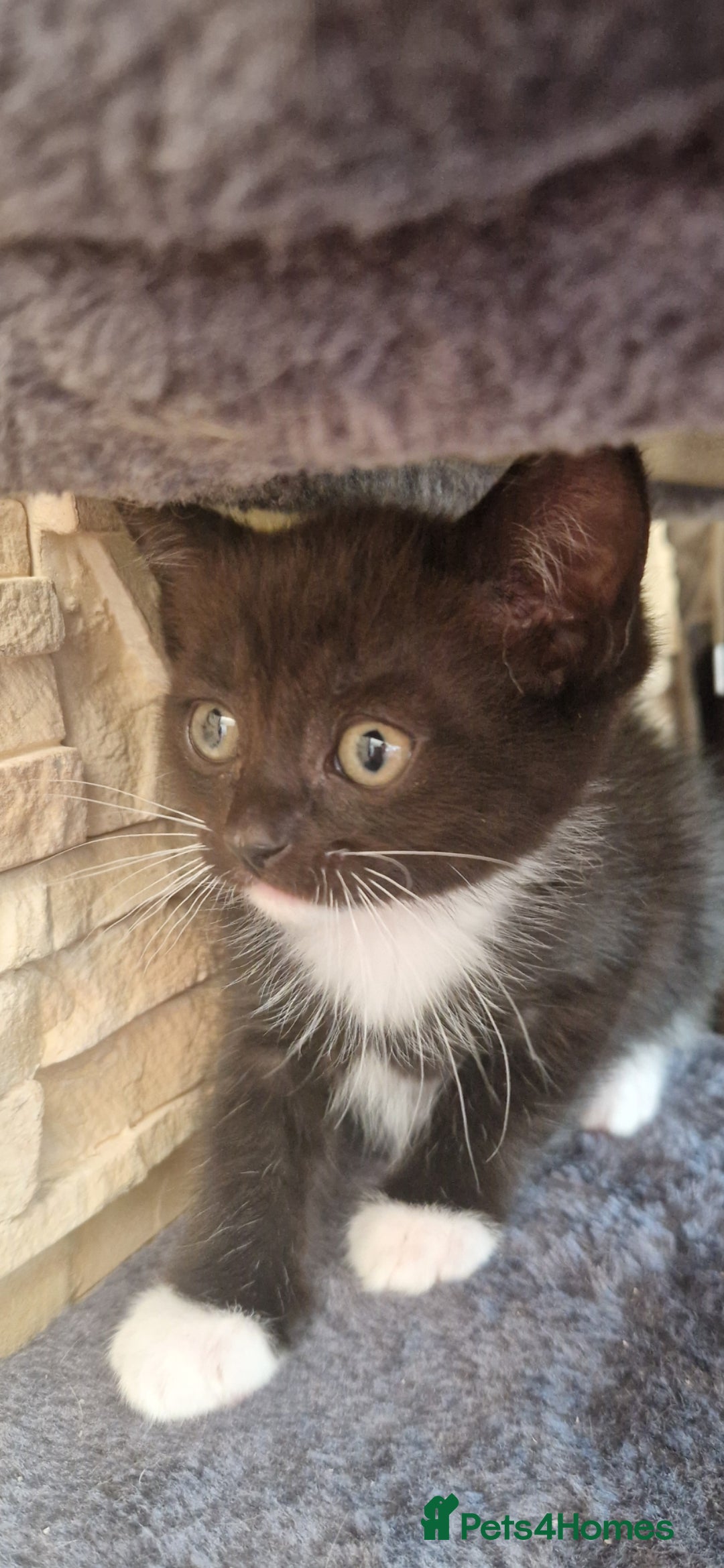 Mixed Breed cats for sale: Kittens 🐈‍⬛ - Image 10