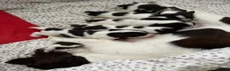 English Springer Spaniel dogs for sale: Gorgeous Family-Raised Springer Spaniel Puppies - Advert 19