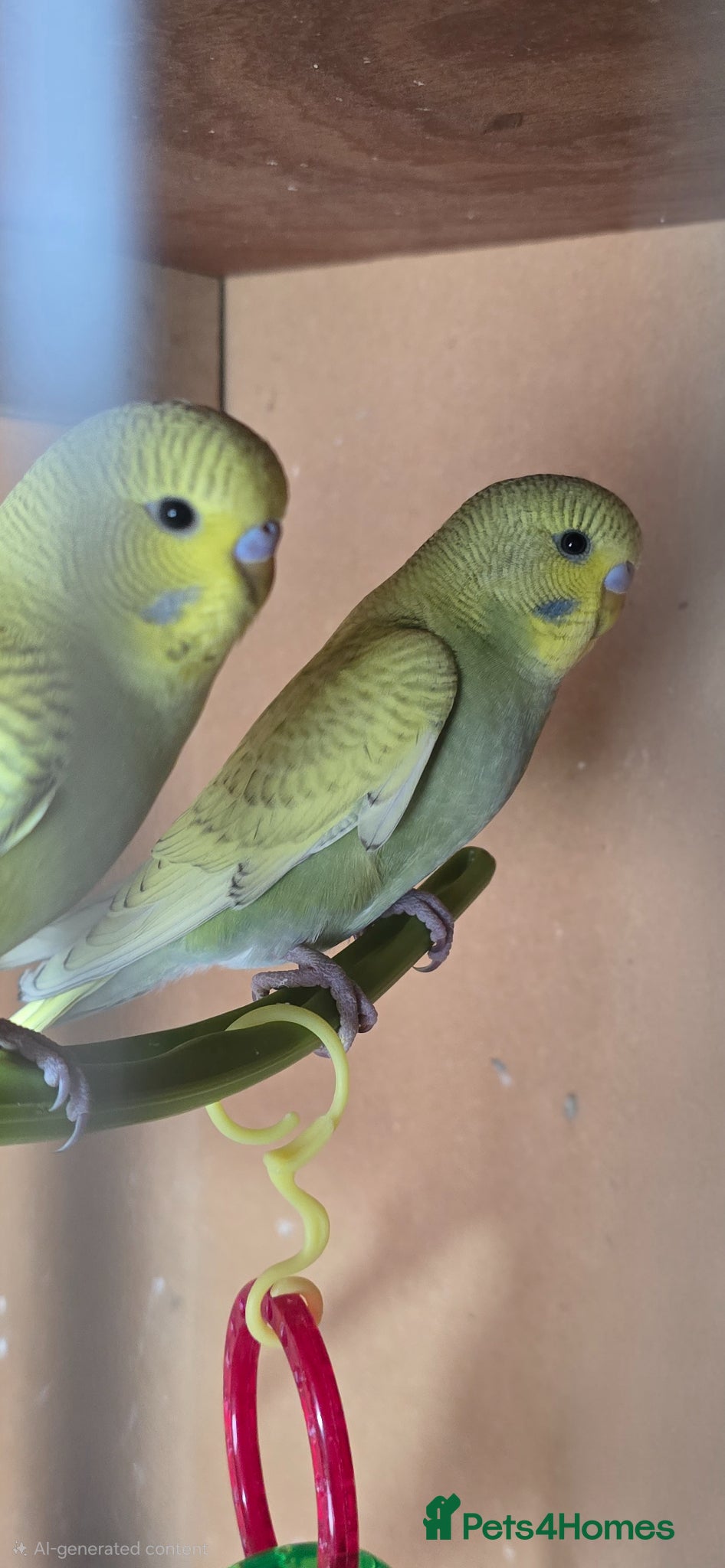 Budgerigars birds Gorgeous Baby Budgies - Advert 2