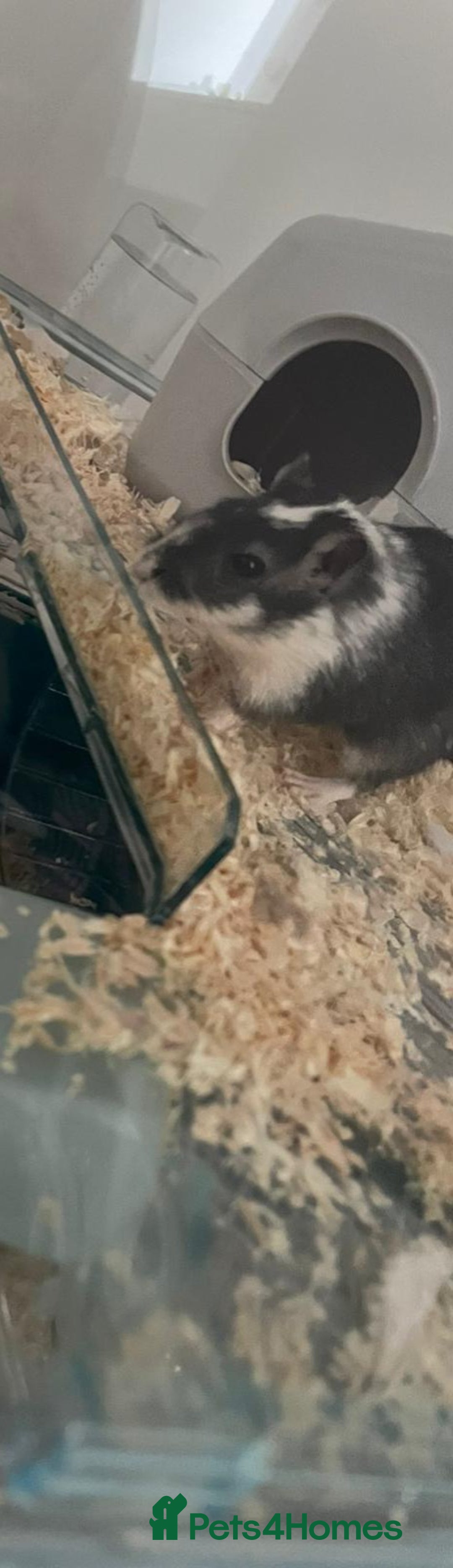 Gerbil rodents for sale: Female gerbil - Advert 4