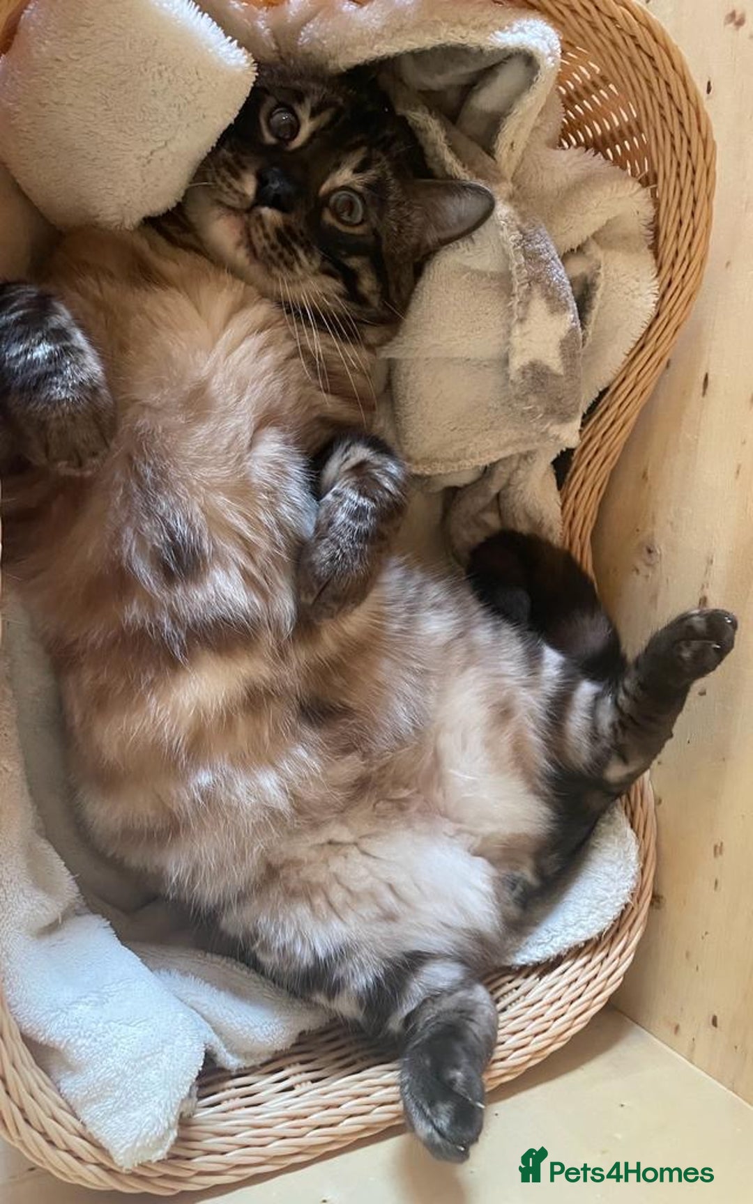 Bengal cats for sale: Fantastic Big Bengal Teddy 💪❤️ - Advert 4