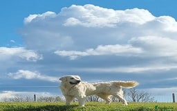 Golden Retriever dogs for sale: KC GOLDEN RETRIEVER PUPPIES HEALTH TESTED PARENTS  - Image 1