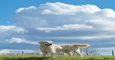 Golden Retriever dogs - Advert 6
