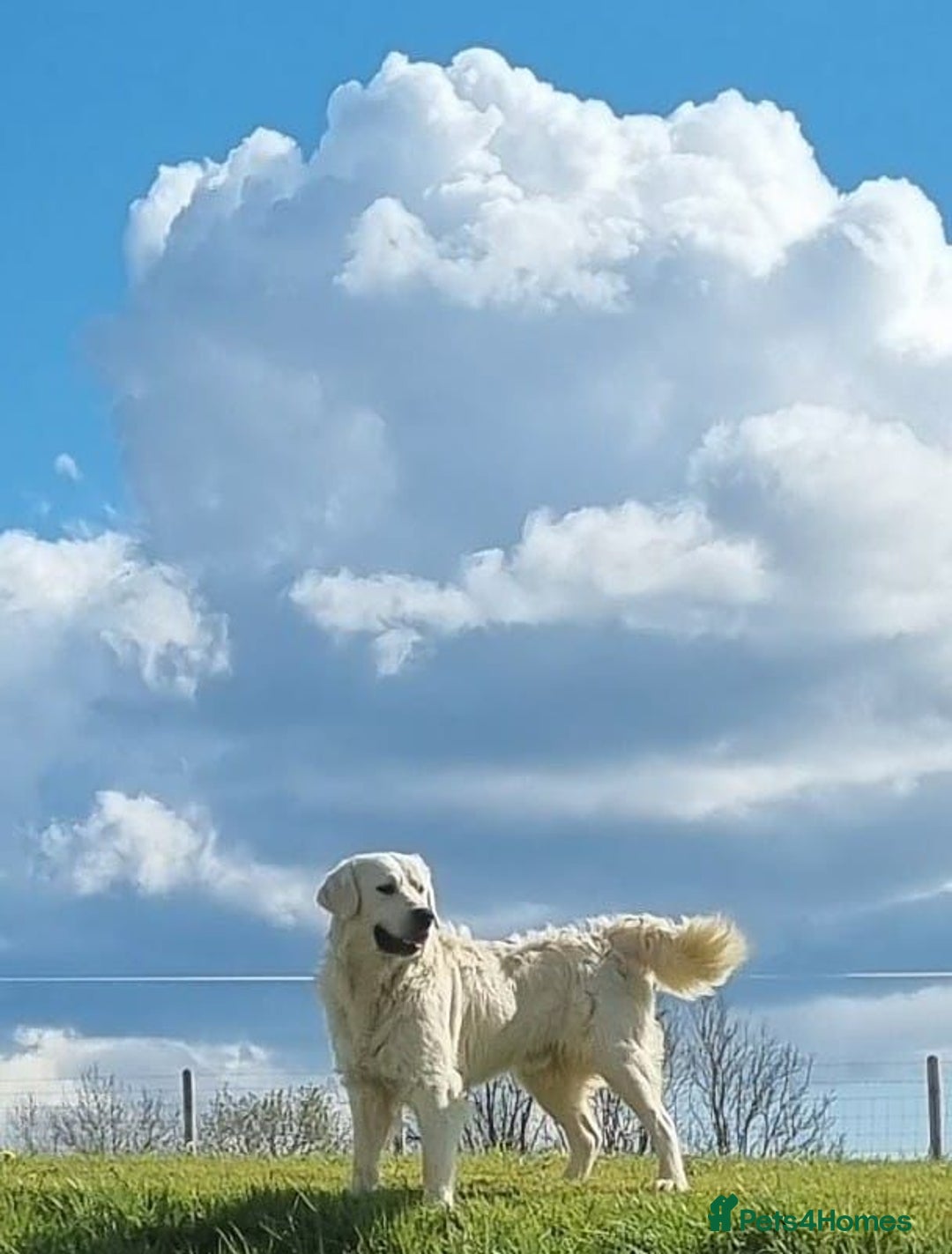 Golden Retriever dogs for sale: KC GOLDEN RETRIEVER PUPPIES HEALTH TESTED PARENTS  - Image 1