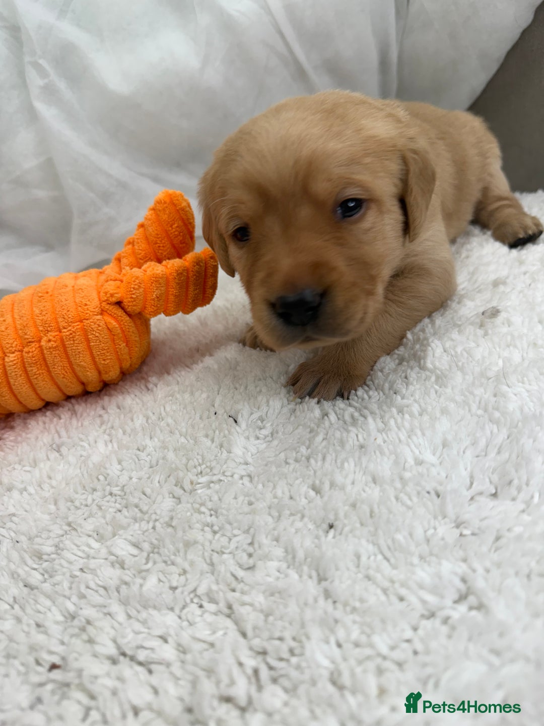 Goldador dogs for sale: Adorable Goldador Puppies - Ready 12th Feb - Advert 19
