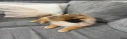 Pomeranian dogs for sale: Pemeranian in Wolverhampton - Advert 3