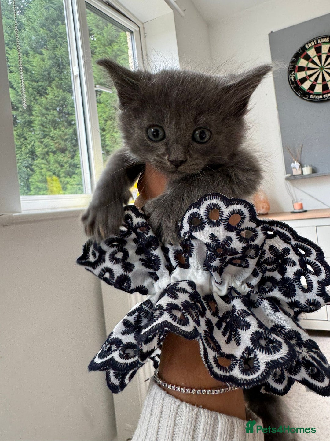 Maine Coon cats for sale: Maine Coon X Ragdoll Kittens 🐱 - Image 4