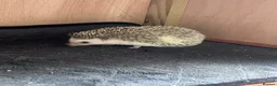 Pygmy Hedgehog rodents for sale: Hettie the Hedgehog - Advert 10