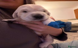 Golden Retriever dogs for sale: KC Reg Golden Retriever Pups - CHAMPION Bloodlines - Image 7