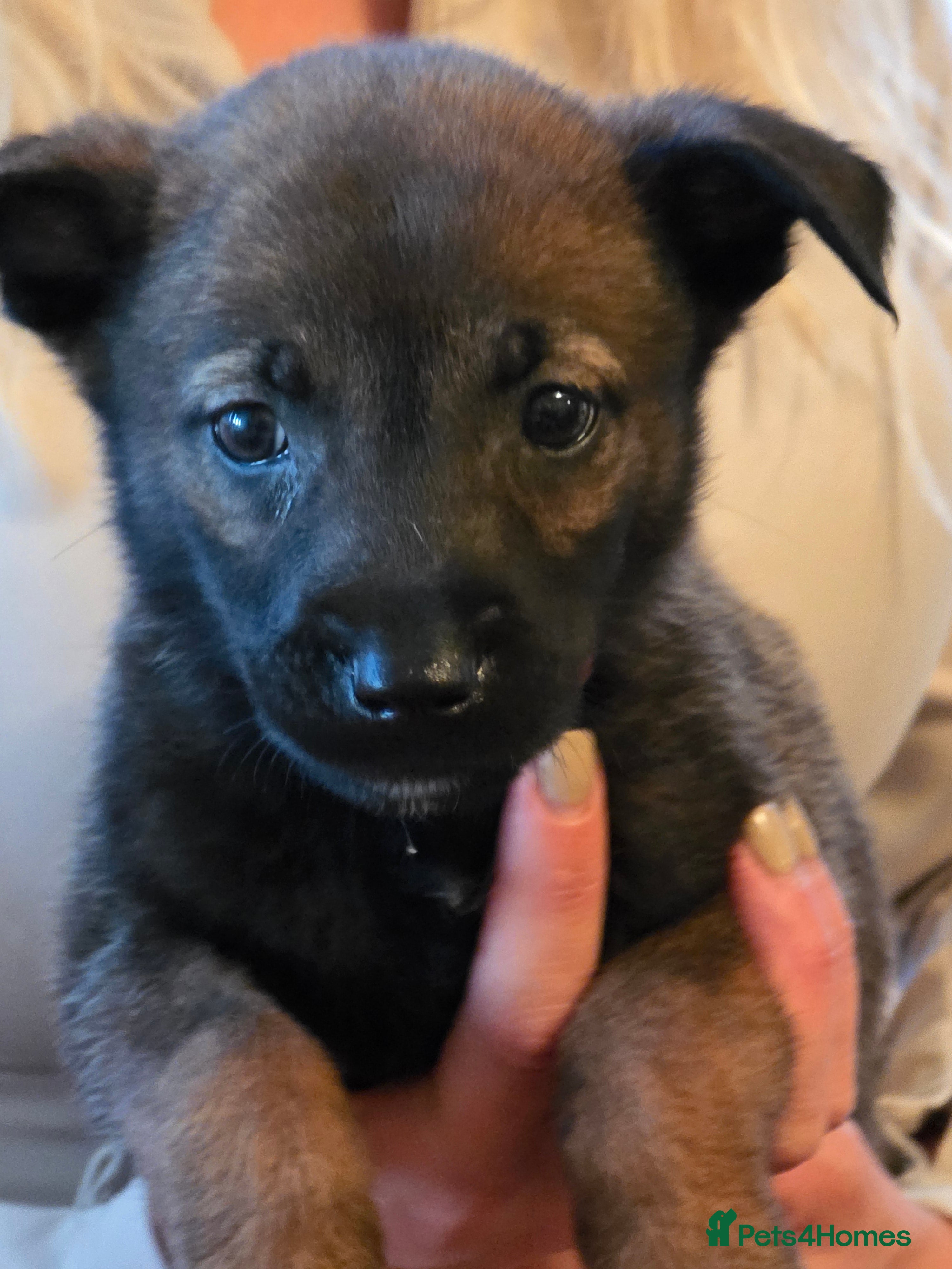 Belgian Shepherd Dog dogs 🔥🔥LAMPAK9 🇧🇪  Belgian Malinois 🔥🔥 - Advert 2