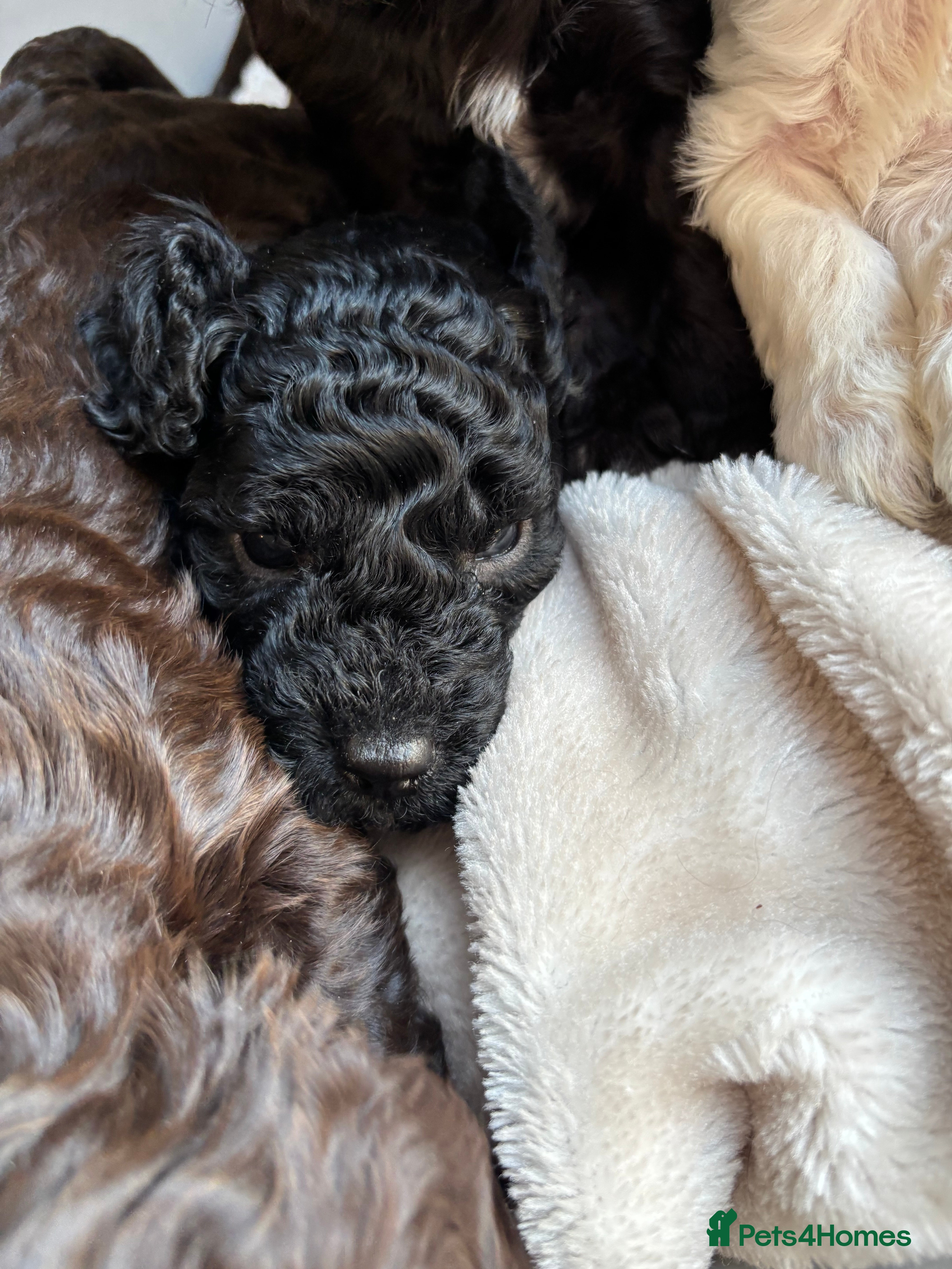 Cockapoo dogs Cockapoos puppies for sale *ready 19th feb* - Advert 7