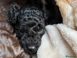 Cockapoo dogs Cockapoos puppies for sale *ready 19th feb* - Advert 7