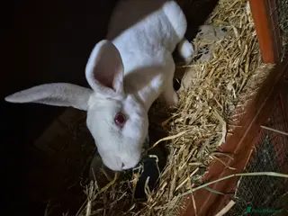 Rex rabbits Pedro - REW BUCK STANDARD REX - Advert 7