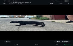 Cane Corso dogs for sale: Last 3 of the 10 cane cane corso puppys left  - Image 19