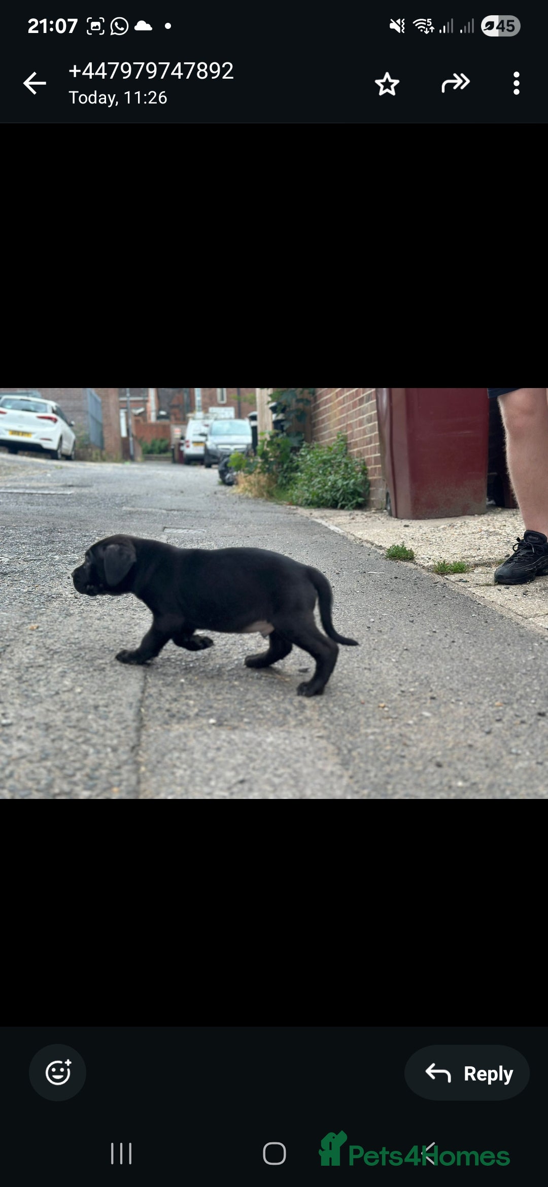 Cane Corso dogs for sale: Last 3 of the 10 cane cane corso puppys left  - Image 19