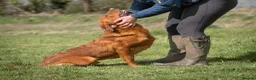 Labrador Retriever dogs for stud: FULLY HEALTH TESTED DARK RED STUD - Advert 17
