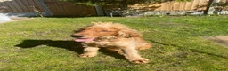 Cocker Spaniel dogs for sale: KC Reg Show Type Cocker Spaniel puppies - Advert 11