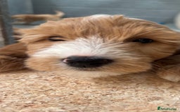 Goldendoodle dogs for sale: F1 miniature Goldendoodle puppies. - Image 7
