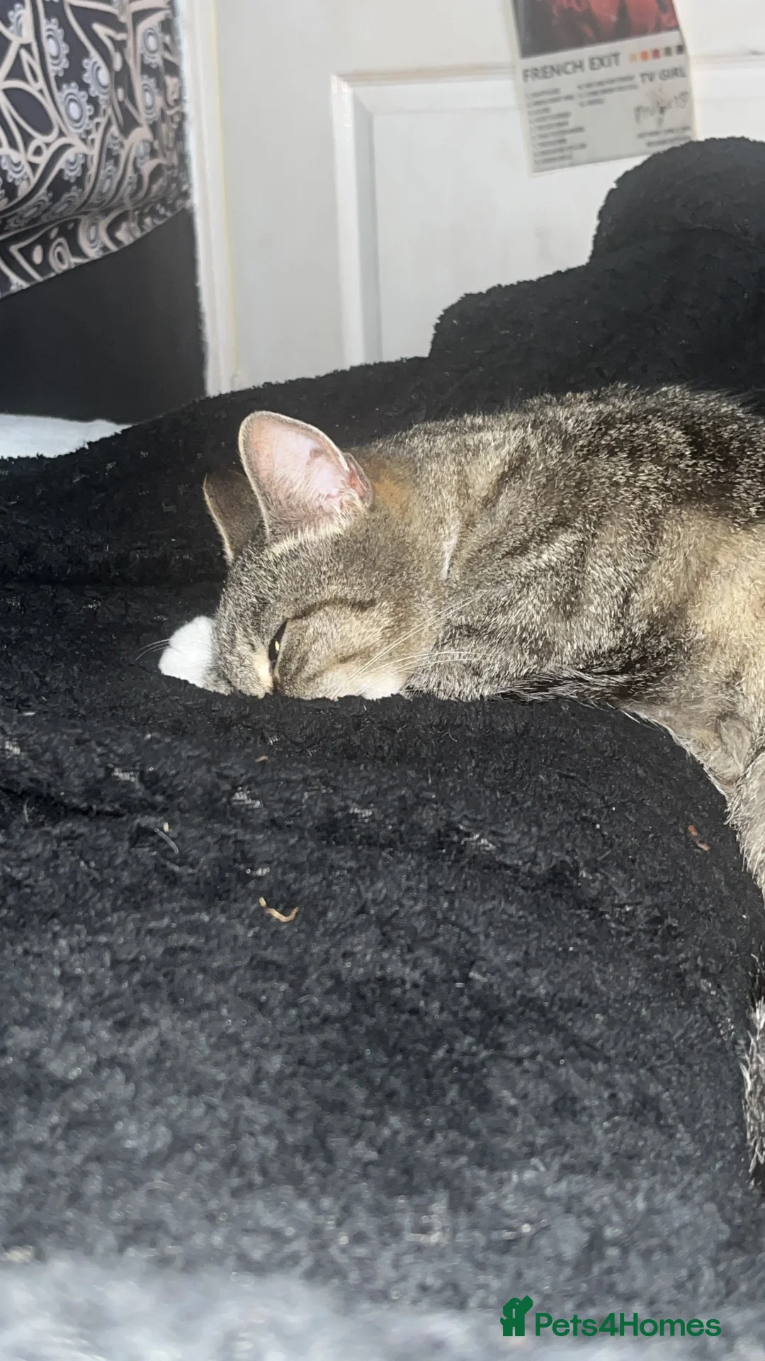 Mixed Breed cats for sale: Bubbles - Advert 1