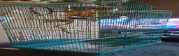 Lovebirds birds for sale: Two lovebirds with cage - Advert 1
