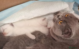 Scottish Fold cats for sale: Very Friendly Kittens, Pedigree Scottish Fold  - Image 29