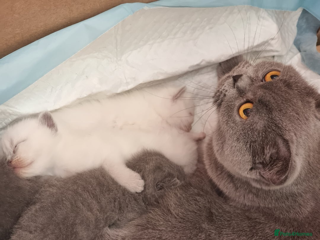 Scottish Fold cats for sale: Very Friendly Kittens, Pedigree Scottish Fold  - Image 29