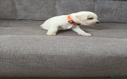 Miniature Schnauzer dogs for sale: Adorable white schnauzer puppies- ready soon! - Image 24