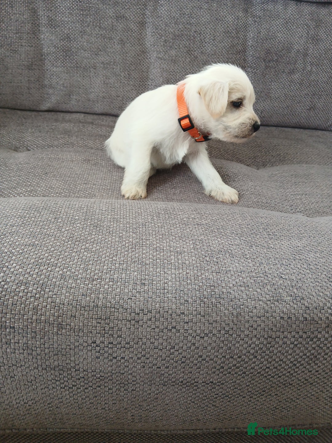 Miniature Schnauzer dogs for sale: Adorable white schnauzer puppies- ready soon! - Image 24