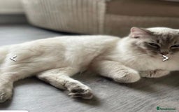 Ragdoll cats for sale: Lynx fluffballs  - Image 14