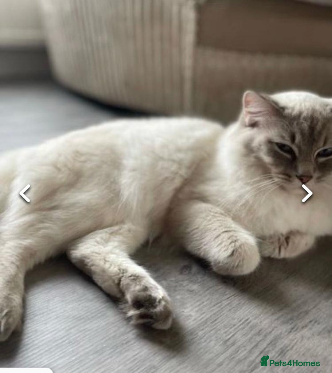 Ragdoll cats for sale: Lynx fluffballs  - Image 14
