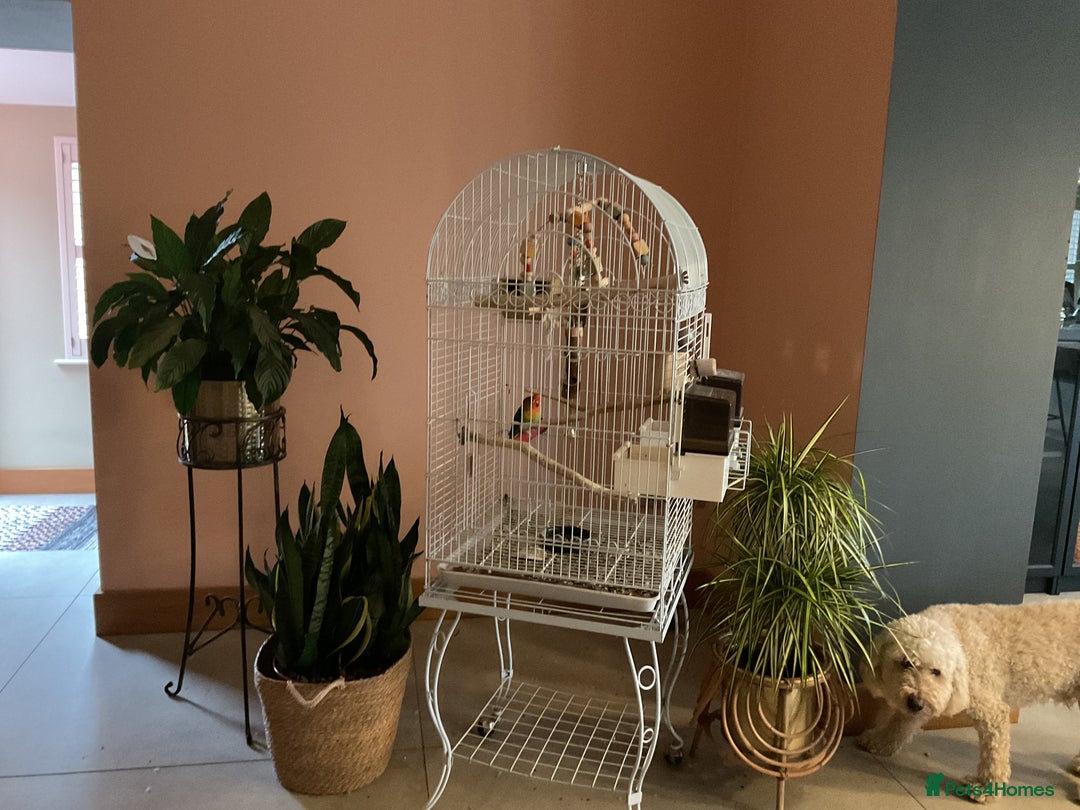 Lovebirds birds for sale: Love birds  - Advert 11