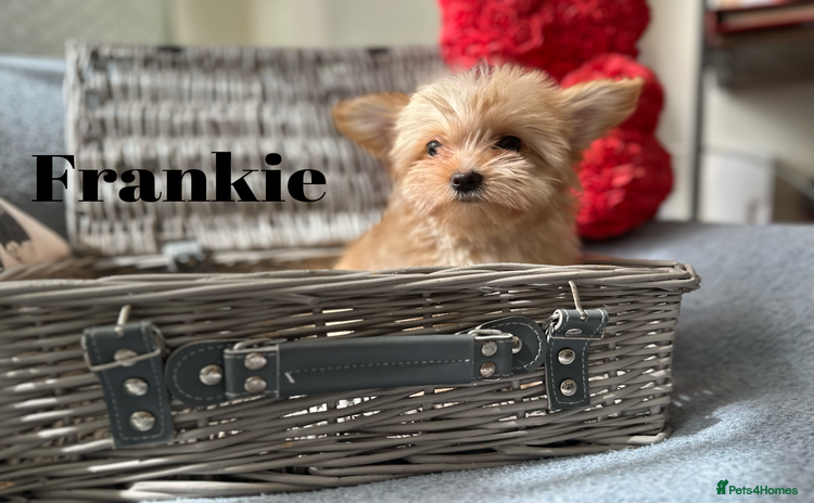 Yorkshire Terrier dogs - Advert 5