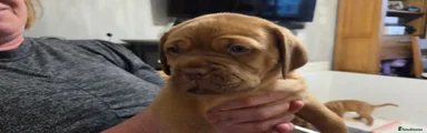 Dogue De Bordeaux Puppy 7 - Pink
