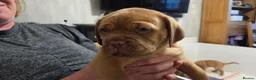 Dogue De Bordeaux dogs for sale: Dogue Du Bordeaux Puppies for Sale - Advert 3