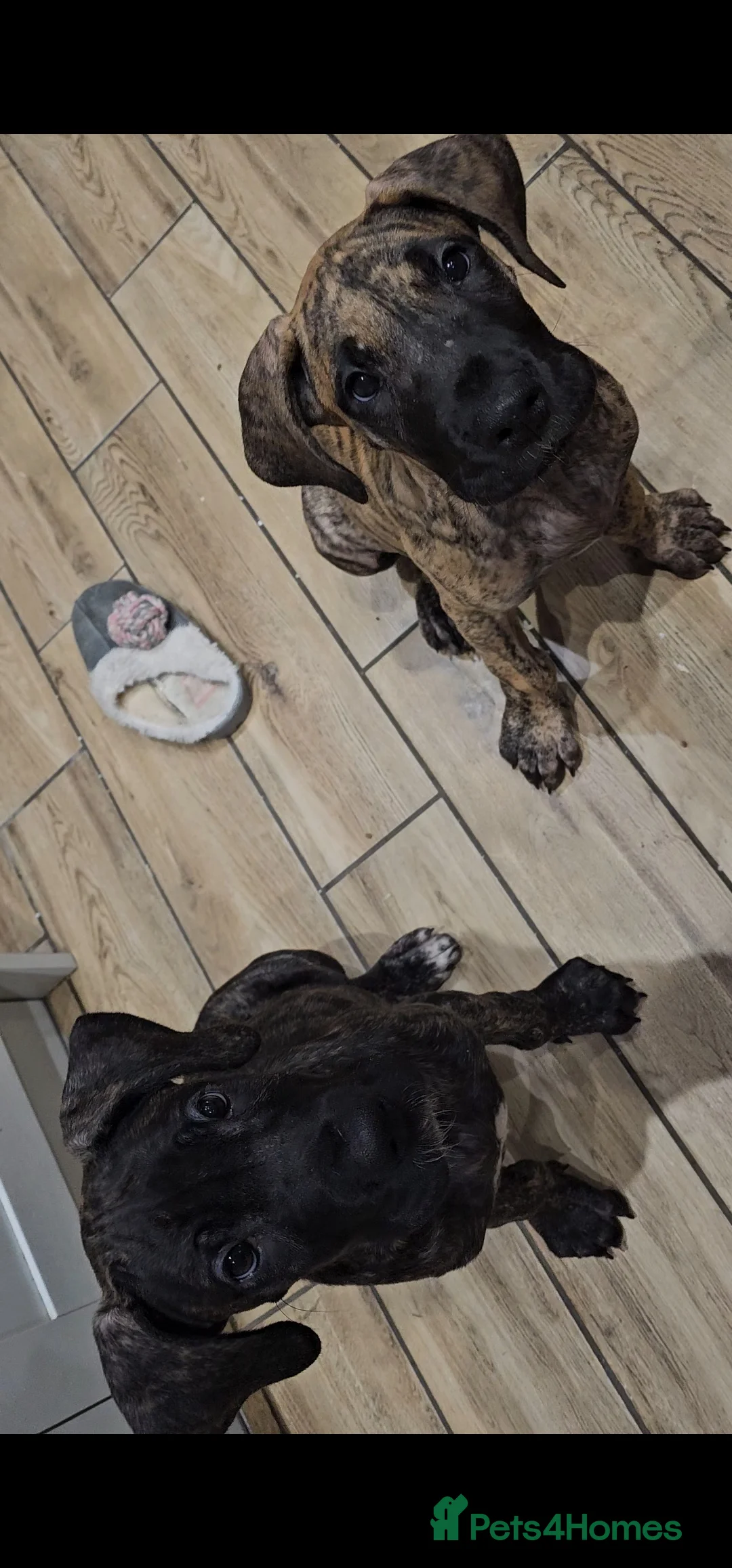 Great Dane dogs for sale: READY,FULLY VACC'D Stunning Brindle Great Dane Pup - Advert 4
