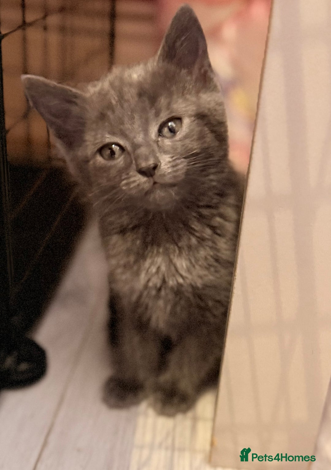 Ragdoll cats for sale: Sealpoint x kittens - Image 18
