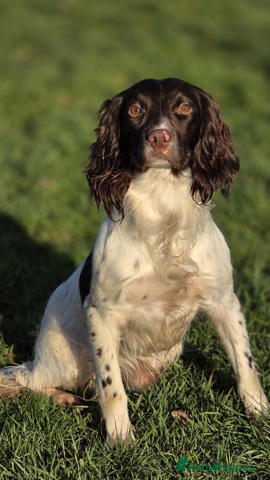 English Springer Spaniel dogs for stud: ROSEBAY HAS (TROY), LOVELY LIVER AND WHITE SPANIEL - Advert 1