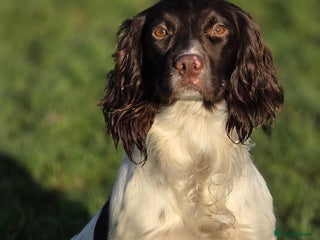 English Springer Spaniel dogs ROSEBAY HAS (TROY), LOVELY LIVER AND WHITE SPANIEL - Advert 1