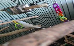 Budgerigars birds for sale: 2 beautiful male budgies - Image 4