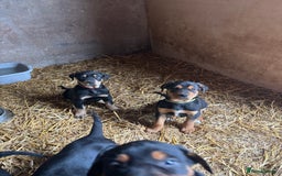 Huntaway dogs for sale: CHUNKY HUNTAWAY PUPPIES FOR SALE  - Image 11